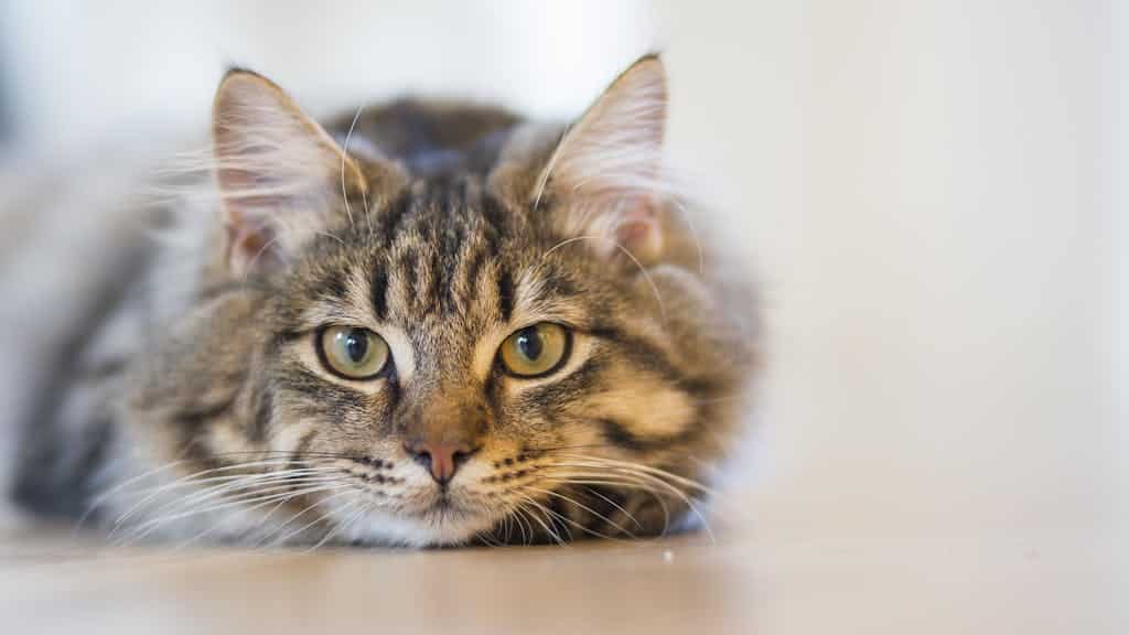 A fluffy tabby cat with piercing eyes resting indoors, showcasing its beautiful coat and whiskers.